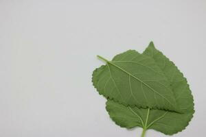 A portrait of a leaf with a white background photo