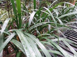 Green plant with rain photo