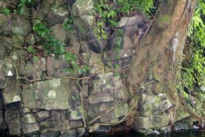 Rock wall at waterfall with plants and river photo