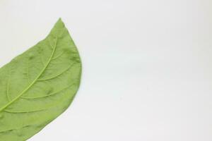 A portrait of a leaf with a white background photo