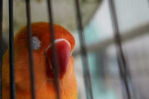 hermosa naranja pájaro foto