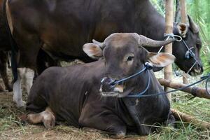 Big black cow photo