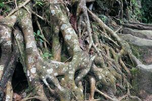 Tree roots on a hill with rocks and plants around it photo