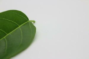 A portrait of a leaf with a white background photo