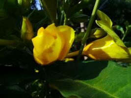 Beautifully blooming yellow flowers in the garden photo