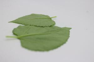 A portrait of a leaf with a white background photo