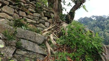 Tree roots on a hill with rocks and plants around it photo