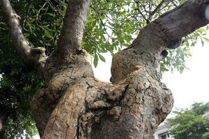 antiguo árbol bañador en un ciudad parque foto