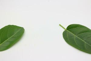 A portrait of a leaf with a white background photo