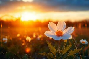 A flower in a field with sun on background photo