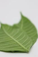A portrait of a leaf with a white background photo