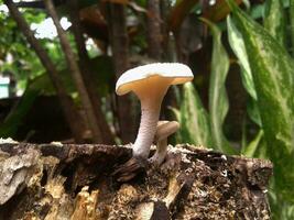 mushrooms on the tree trunk photo
