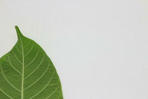 A portrait of a leaf with a white background photo