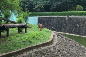 A tiger living in a cage at Zoo photo