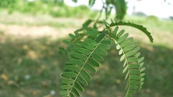 mimosa planta en el jardín foto