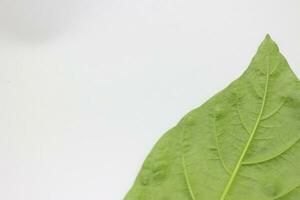 A portrait of a leaf with a white background photo