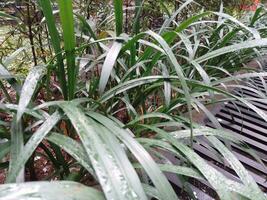 Green plant with rain photo