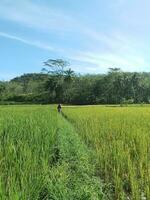 el ver desde el medio de el amarillo arroz campos foto