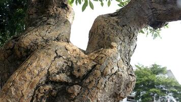 Old tree trunks in a city park photo