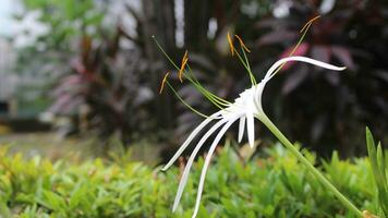 Close-up view of white flowers in the garden photo