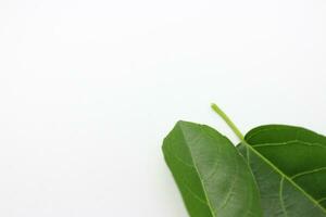 A portrait of a leaf with a white background photo