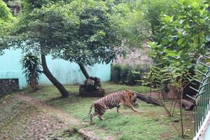 A tiger living in a cage at Zoo photo