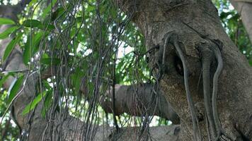 View of an old shady tree from below photo