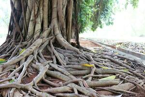 Old tree with roots and trunk spreading photo