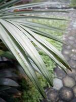 green plant after the rain photo