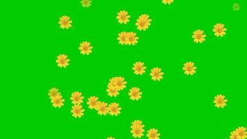 Animated video of flower rain with a green background.