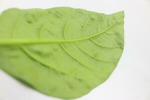 A portrait of a leaf with a white background photo