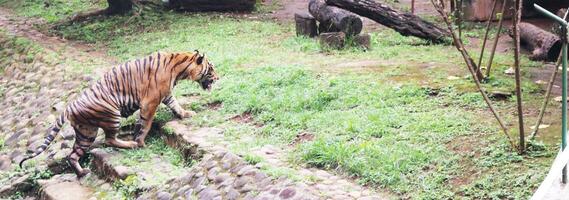 A tiger living in a cage at Zoo photo