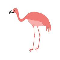 Pink Flamingo Cartoon Illustration Isolated In White Background. Summer Animal Illustration vector