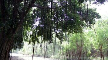 sombreado antiguo árbol me gusta lluvia foto