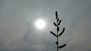 Plants with a bright moon and dark clouds photo