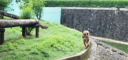 un Tigre vivo en un jaula a zoo foto