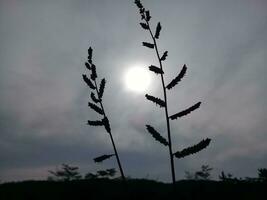 plantas con un brillante Luna y oscuro nubes foto