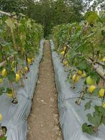 Yellow melon in the greenhouse photo