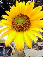 Big sunflowers blooming in the garden photo