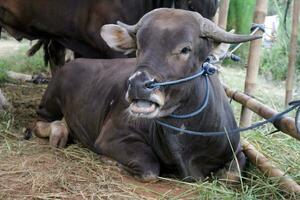 Big black cow photo