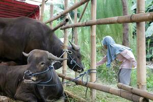 Girl who is feeding a cow photo