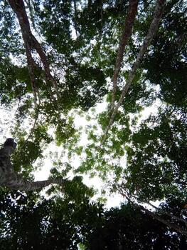 View of the trees from below photo