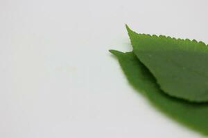 A portrait of a leaf with a white background photo