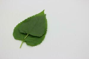 A portrait of a leaf with a white background photo