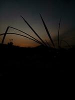 View of the beautiful blue and orange sky and silhouettes of dewy leaves photo