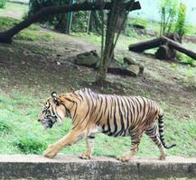 A tiger living in a cage at Zoo photo