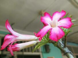 Frangipani trees that are developing pink frangipani flowers photo