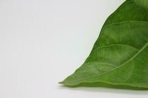 A portrait of a leaf with a white background photo