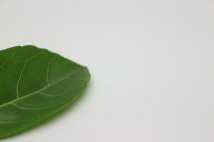 A portrait of a leaf with a white background photo