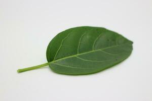 A portrait of a leaf with a white background photo